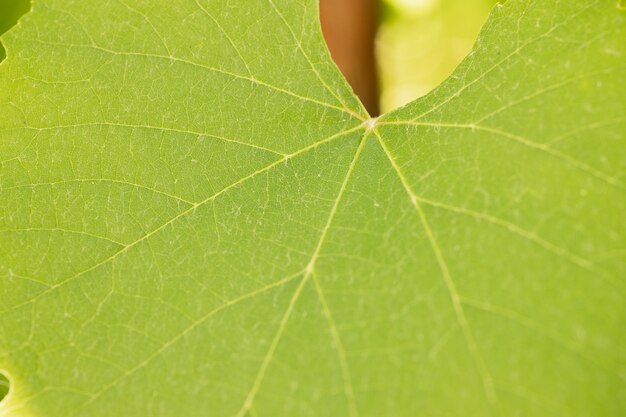 Fresh green grape leaves in the sunlight close up