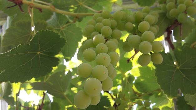 fresh green grapes with green leaves on the grape branch