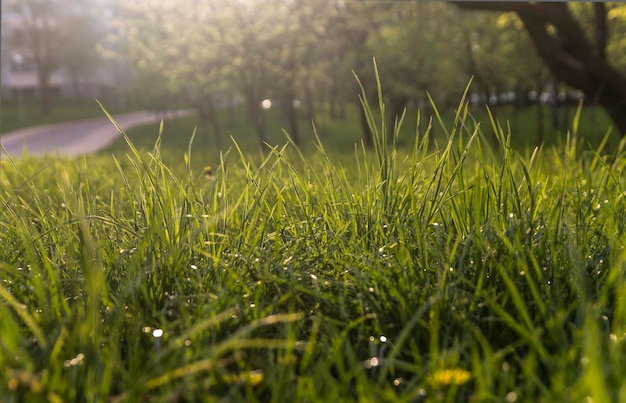 Fresh green grass background Natural grass texture