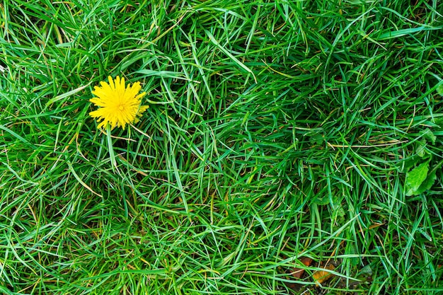 Fresh green grass background turf top view grass texture\
natural background