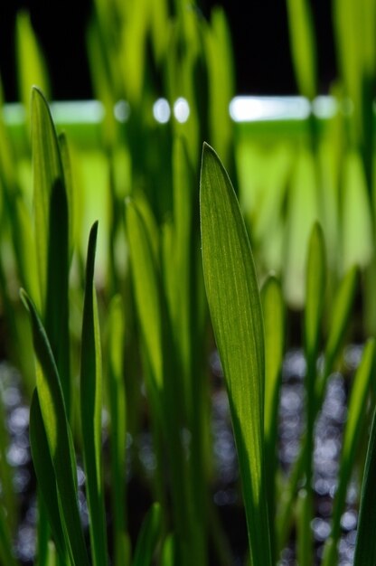 Erba fresca e verde su fondo nero. avvicinamento.