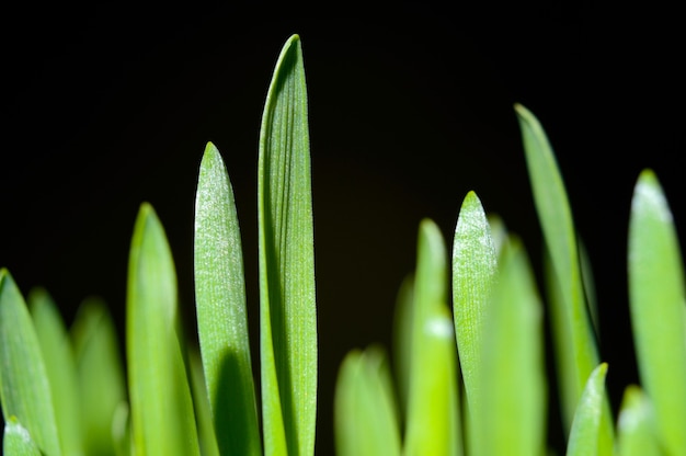 fresh, green grass on black. close-up.