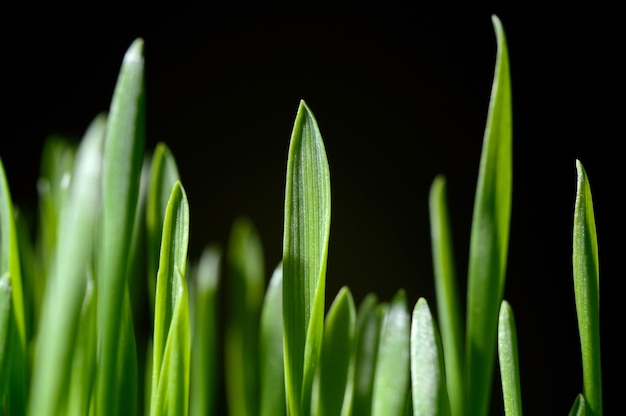 Fresh, green grass on black. close-up.