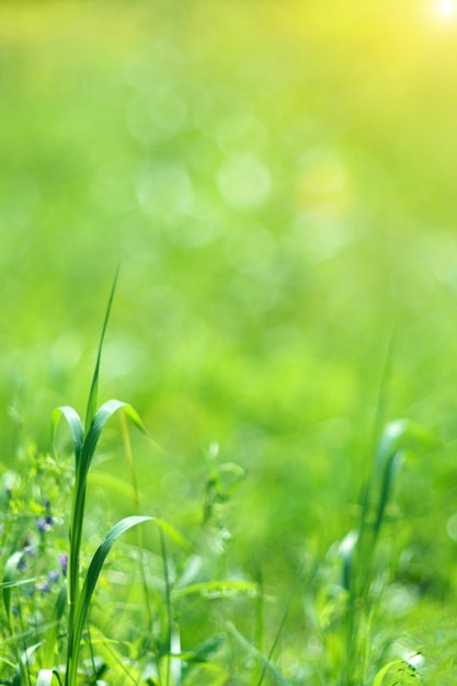 Fresh green grass bright dawn on a sunny day Soft focus bokeh and blur Natural summer background Vertical photo