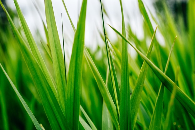 Fresh green grass closeup