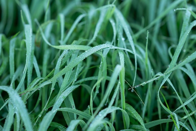 Свежая зеленая трава в каплях росы на земле. Крупным планом длинные листья травы туманным утром летом.