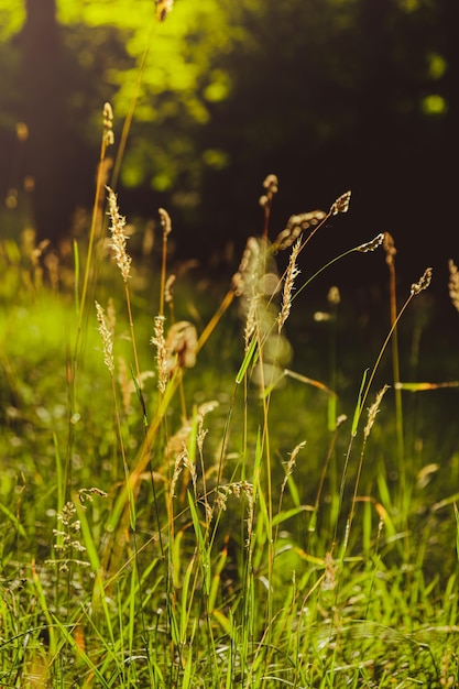 写真 新緑の芝生 夕暮れの突風が吹く緑の芝生 風にそよぐ自然の牧草地の芝生