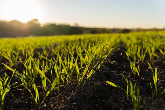 fresh green grass emerges from the soil in a vibrant field illuminated by the warm morning sunlight symbolizing the start of a new season