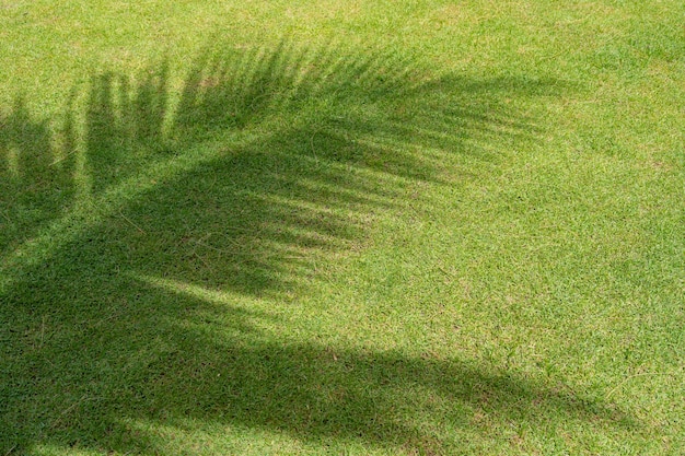 Fresh green grass field in garden with shadow of coconut palm tree leaves in sunny day, summer nature background