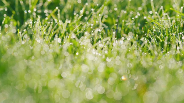 Fresh green grass field with dew drops in sunshine fresh grass with dew drops and bokeh lights rack