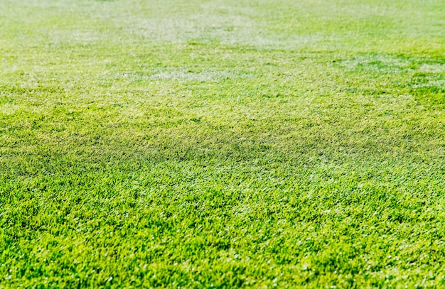 Fresh green grass on football field background hd