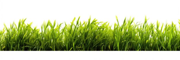 Fresh green grass isolated on a white background