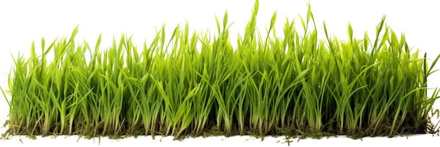 Fresh green grass isolated on a white background