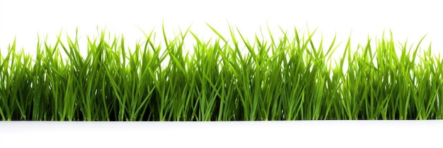 Fresh green grass isolated on a white background