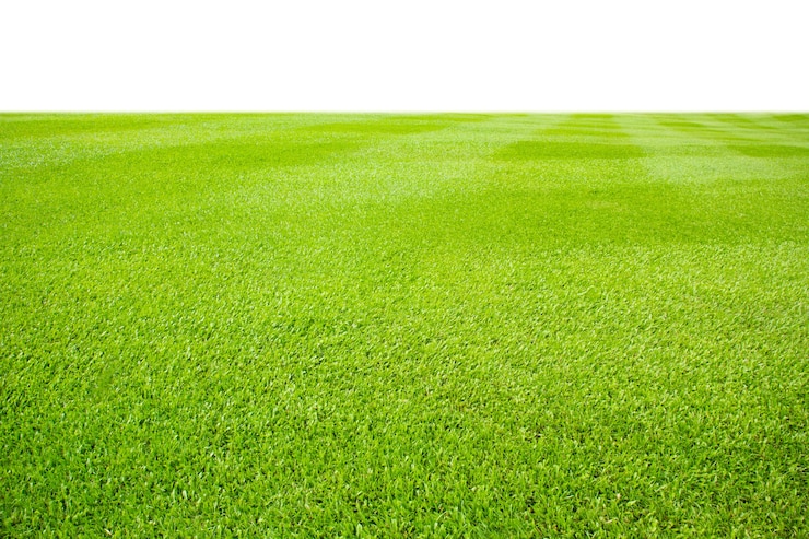 Photo fresh green grass lawn isolated on white background