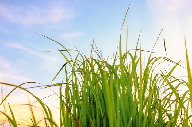 Fresh green grass in nature at sunset