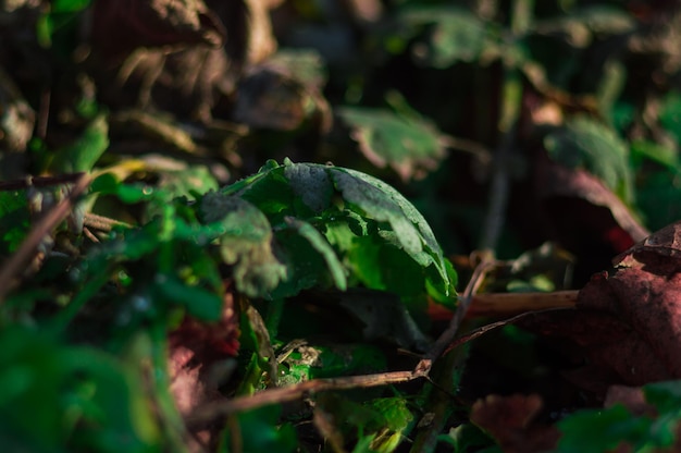 Fresh green grass in the spring Abstract photo of new life with bokeh