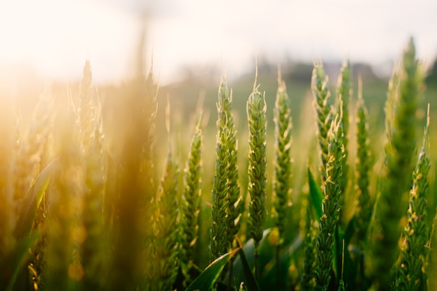 Свежая зеленая трава в летнее поле в теплых солнечных лучах