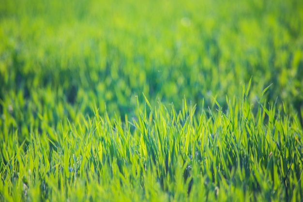 Fresh green grass on a sunny summer day closeup Beautiful natural rural landscape with a blurred background for naturethemed design and projects