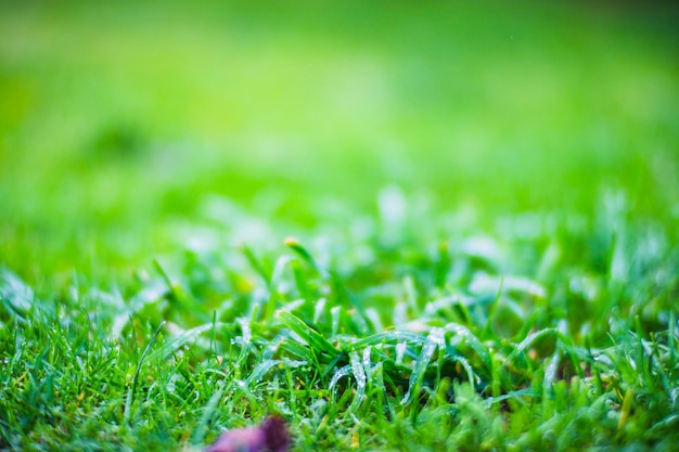 Свежая зеленая трава в солнечный летний день в парке Красивый природный сельский пейзаж с размытым фоном
