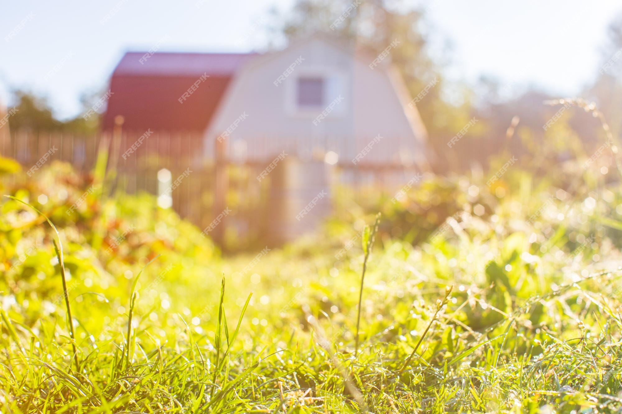 Premium Photo | Fresh green grass in sunny summer day in village beautiful  natural countryside landscape with blurry background