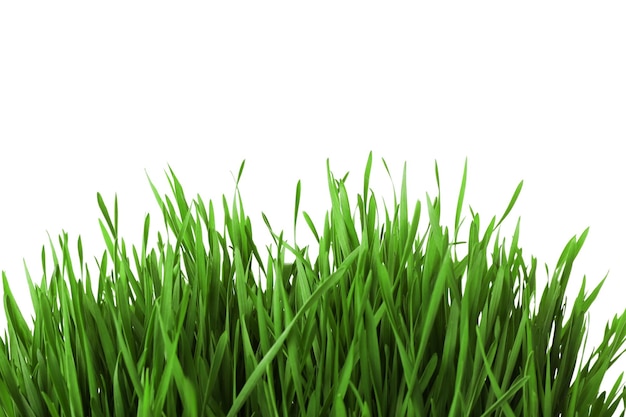 Fresh green grass on white background