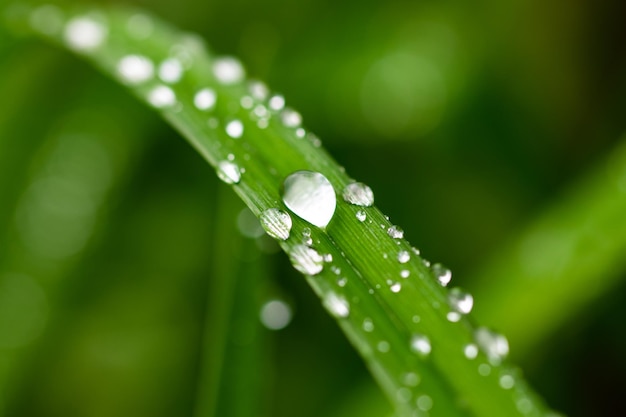 Fresh green grass with dew drops close up.