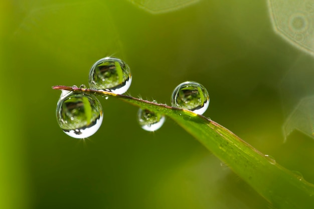 Fresh green grass with dew drops closeup Nature Background