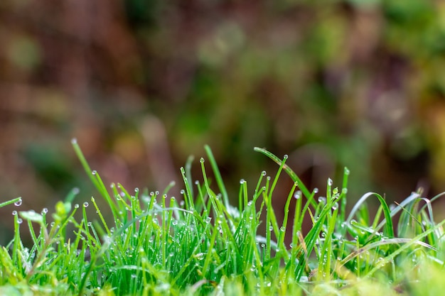 Fresh green grass with dewdrops in the morning meadow.