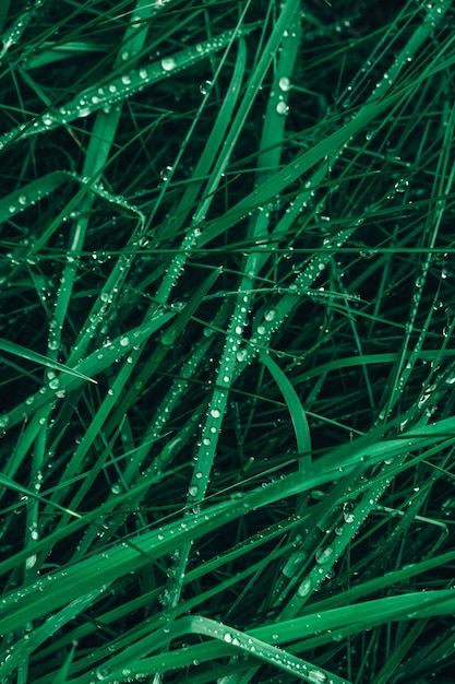 Fresh green grass with drops of dew as a background image Top view Copy empty space for text