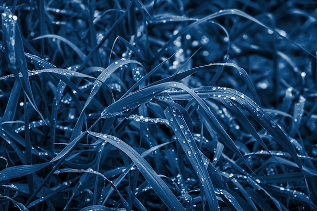 Fresh green grass with drops of water