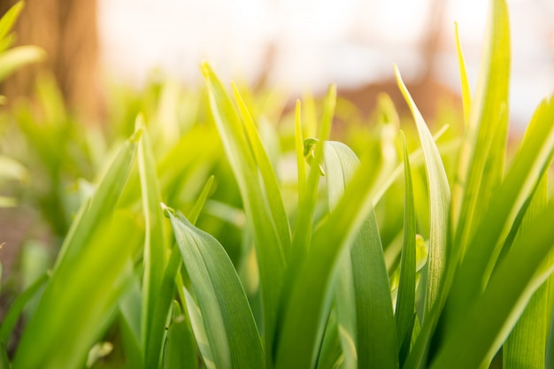 Fresh green grass with lit by the sun, closeup