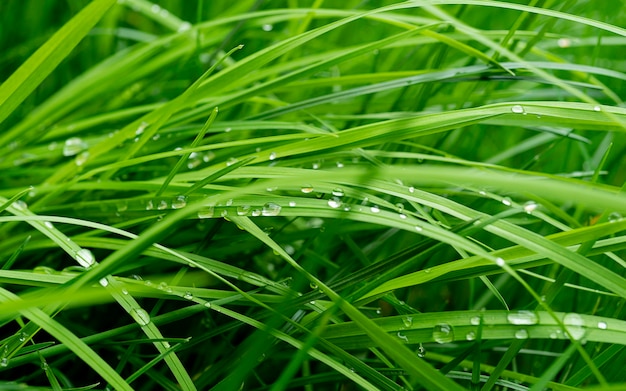 水滴のある新鮮な緑の草のクローズアップ、水滴のある新鮮な緑の草の背景。背景の草のクローズアップテクスチャ