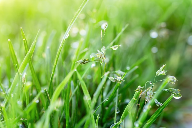 Фото Свежая зеленая трава с водой падает, росистой луговой травы на рассвете. синий зеленый фон