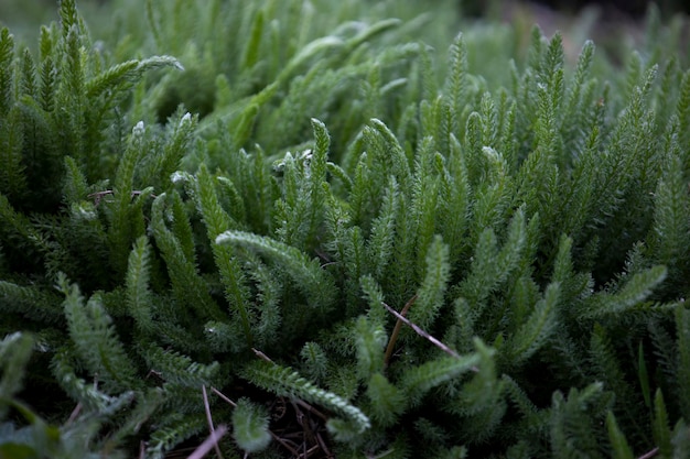 신선한 녹색 잔디 Achillea millefolium 일반적인 야로우 줄기를 닫습니다