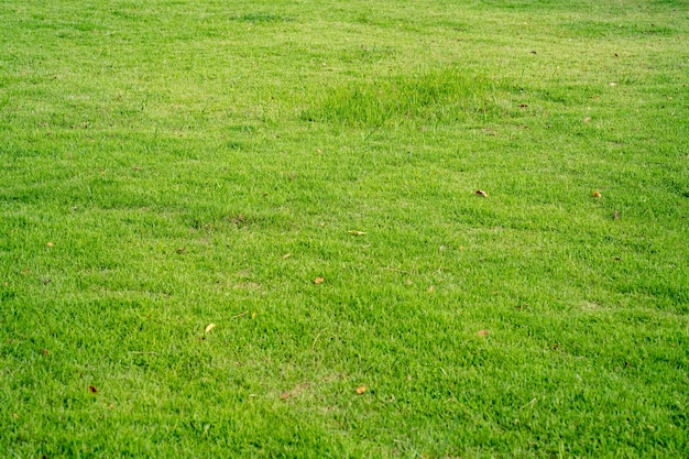 Fresh Green grassland for background