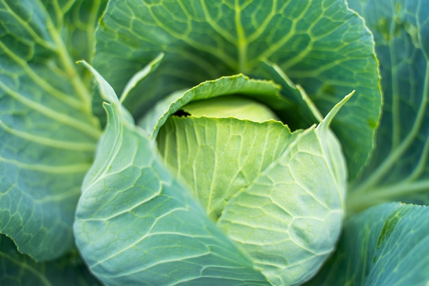 Fresh green head of cabbage. Vegetable growing concept. 