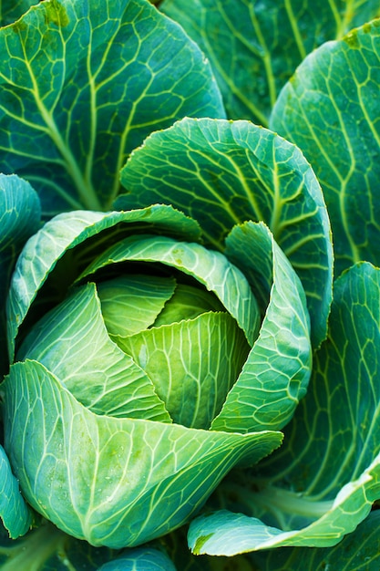 Fresh green head of cabbage. Vegetable growing concept. 