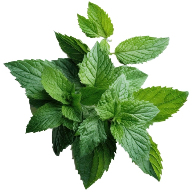 fresh and green healthy mint leaves