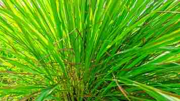 Photo fresh green herbal grass plant with lemongrass leaves or the latin name cymbopogon citratus