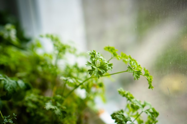 Fresh green herbs growing on windowsill home garden