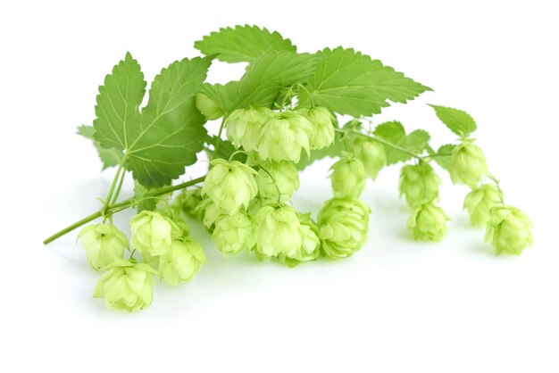 Fresh green hop branch humulus isolated on white background