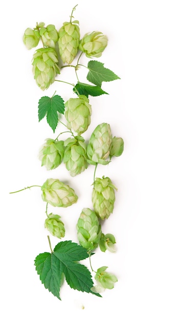 Ramo di luppolo verde fresco, isolato su uno sfondo bianco. coni di luppolo per fare birra e pane. avvicinamento