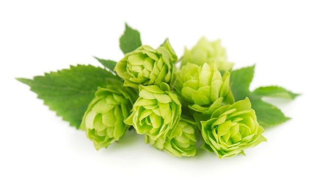 Fresh green hop branch isolated on white background