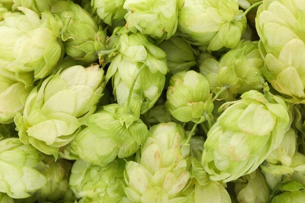 Fresh green hop, close up