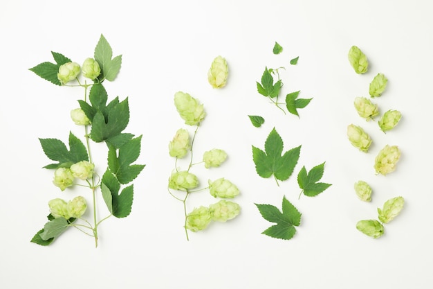 Fresh green hop and leaves on white