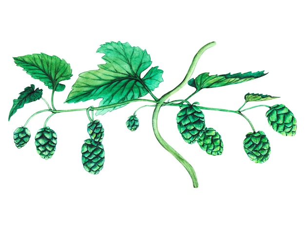 Fresh green hop Watercolor hand drawn illustration for Octoberfest Sketch on on a transparent background for ornament or any design