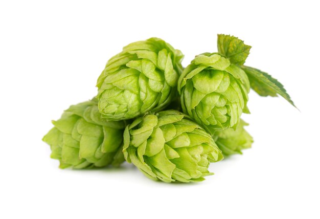 Fresh green hops branch, isolated on a white background. Hop cones with leaf. Organic hop flowers. Close up.