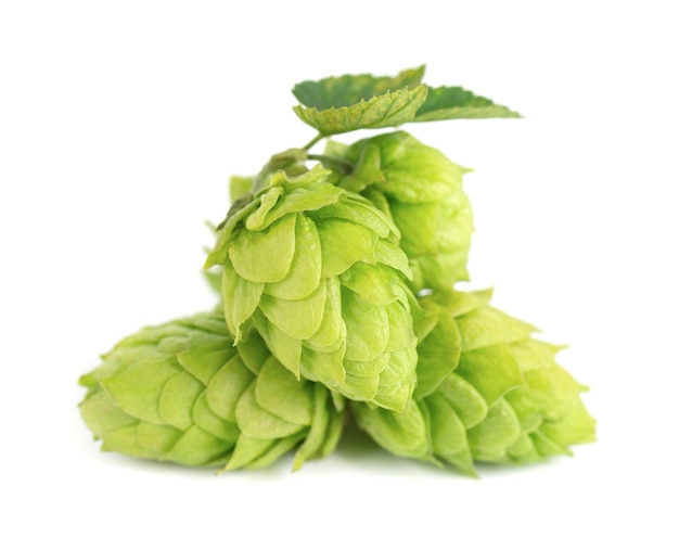 Fresh green hops branch, isolated on a white background. Hop cones with leaf. Organic Hop Flowers. Close up.