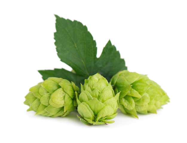 Fresh green hops branch isolated on a white background hop cones with leaf organic hop flowers close